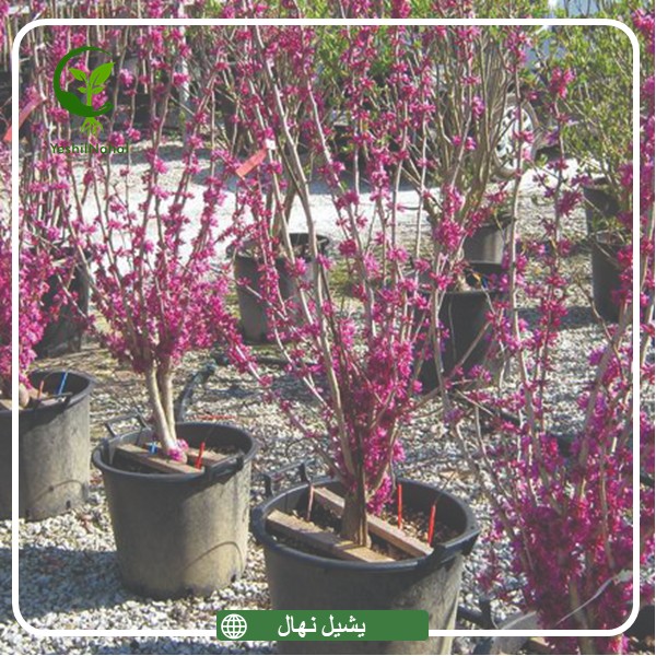 نهال و درختچه ارغوان